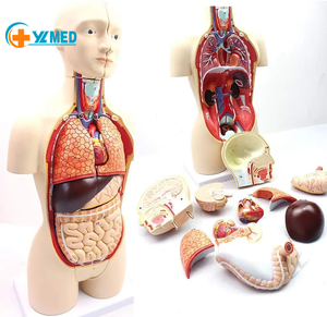 चिकित्सा मॉडल मानव टोर्सो एनाटॉमी Model-45Cm विघटित 16-टुकड़ा आधा शरीर के साथ आंतरिक अंगों के साथ नर और मादा - Product Image 1