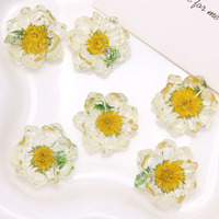 Summer Small Fresh Dried Flowers Small Daisies Resin Accessories Diy Earrings Headdress Female Phone case Materials Wholesale