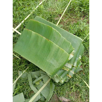 Feuilles de bananier vertes fraîches 100% naturelles, coupées, pour l'emballage alimentaire et la cuisson à la vapeur, Dong Nai-Vietnam EXO