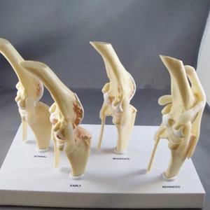 <span class=keywords><strong>Perro</strong></span> Cuatro etapas Rodilla Artritis Anatomía Modelo anatómico <span class=keywords><strong>Esqueleto</strong></span> <span class=keywords><strong>Perro</strong></span> Rodilla <span class=keywords><strong>Esqueleto</strong></span> Modelo Modelos animales - Product Image 6