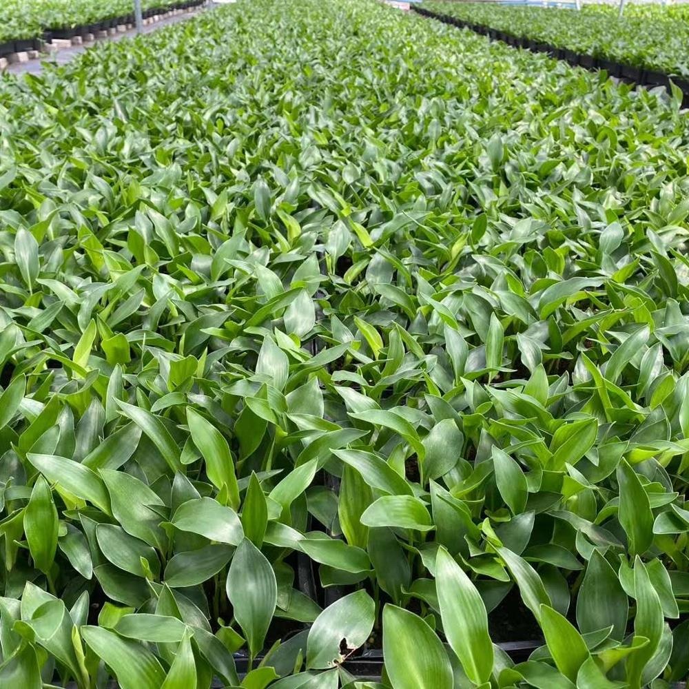 Завод рассады сафлоровое масло райская птица