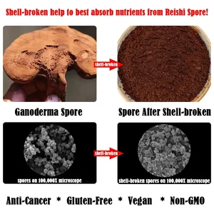 Wholesale Pure Food Grade Ganoderma Lucidum Extract Powder Water Soluble Natural Lingzhi Reishi Spore <strong>Mushroom</strong> <strong>Seed</strong> - Product Image 3