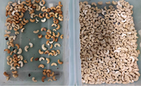 Nuevo clasificador de color de 2 canales para almendras y anacardos, clasificador de color de alta precisión para granos de café, maquinaria de procesamiento de granos