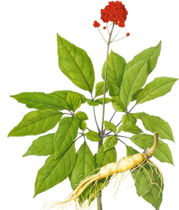 Approvisionnement en vrac en poudre d'extrait de Panax <span class=keywords><strong>Notoginseng</strong></span> sauvage biologique 10% Améliore le bien-être Remèdes à base de plantes - Sans gluten Emballage sous vide en fût - Product Image 3