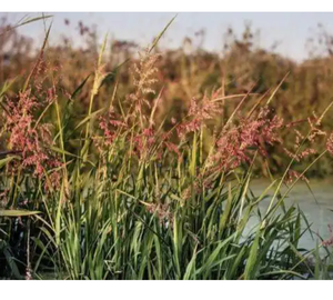 Riz noir long du lac de glace du Canada, riz sauvage canadien La Ronge - Product Image 4