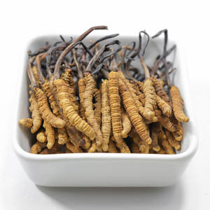 <span class=keywords><strong>Cordyceps</strong></span> liofilizado de alta qualidade <span class=keywords><strong>Cordyceps</strong></span> militar <span class=keywords><strong>Cordyceps</strong></span> <span class=keywords><strong>cordyceps</strong></span> sinensis - Product Image 1