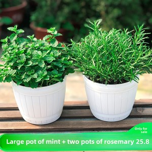 Plante en pot citron-menthe, semis <span class=keywords><strong>de</strong></span> <span class=keywords><strong>romarin</strong></span> et menthe comestibles, herbes anti-moustiques et purifiantes <span class=keywords><strong>de</strong></span> l'air, fleurs hydroponiques faciles à cultiver - Product Image 2