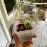 Conteneur de pot de jardinage en plastique durable pots de pépinière de plantes transparentes avec dôme d'humidité pour les semis légumes succulentes boutures