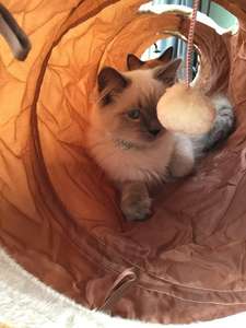 Zyzpet Inklapbare Pet Crinkle <span class=keywords><strong>Tunnel</strong></span> Puppy Kitty <span class=keywords><strong>Tunnel</strong></span> Met Bal Huisdier Spelen Tube <span class=keywords><strong>Tunnel</strong></span> Speelgoed Voor Konijnen Kittens - Product Image 5