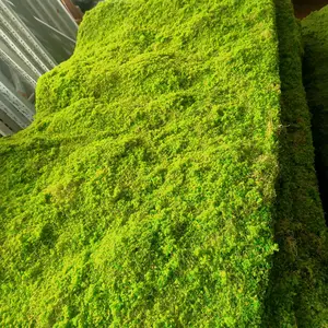 공장 내 직접 공급 옥내 창 분재 재배 드럼 패키지 잔디 인공 이끼 식물 벽