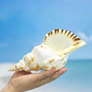 핫 세일 큰 광택 천연 흰색 소라 조개 진짜 터치 자연 모양 가정 및 결혼식 장식 예술 공예 및 DIY - Product Image 5