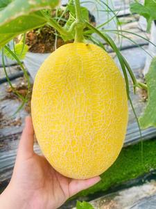 Melón Fresco de Primera Calidad |   Fruta de Alta Brix, Dulce, de Pulpa Verde/Crema |   Melón de Invierno de Piel Lisa de Vietnam, Duración de 30-60 Días - Product Image 5