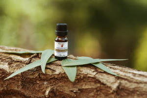 Huile essentielle de Mandravasarotra 100% pure – Distillée à la vapeur, biologique, en vrac, origine Madagascar, qualité aromathérapie - Product Image 3