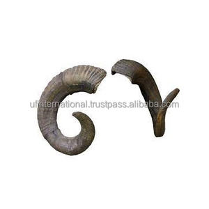 Corne de mouton de meilleure qualité, prix bon marché, décoration de la maison et corne de mouton, taille personnalisée, utilisation à la maison et au bureau - Product Image 3