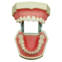 Yunou - Juego de 28 Piezas de Modelo de Esqueleto de Maniquí Dental para Entrenamiento, Dientes y Encías Suaves de Resina, para Estudios de Ciencias Médicas