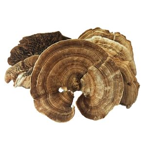 Lenzites séchées de qualité supérieure, champignon de betulina, champignon de polypores à vendre - Product Image 1