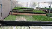 Planche de plantation de riz flottante XPS/EPS DWC radeaux hydroponiques flottants