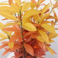 7290 Yongyue extérieur artificiel 80cm arbres bonsaï à feuilles persistantes avec 12*12cm Pot de fleur vert/automne couleurs disponibles