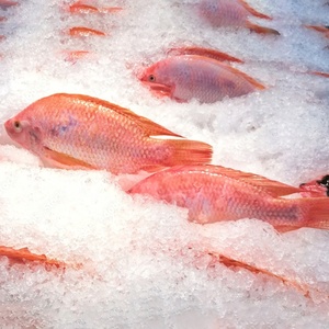 Hộp bao bì gutted thu nhỏ Hữu Cơ sống đông lạnh Cá Rô Phi Đỏ <span class=keywords><strong>GS</strong></span> toàn bộ vòng 800g đen đỏ tươi đông lạnh cá rô phi đỏ giá - Product Image 5