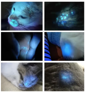 Yüksek kaliteli Pet ahşap lamba | Ringworm ve cilt hastalığı algılama için profesyonel UV ışık | Taşınabilir tip-c şarj edilebilir tasarım - Product Image 5