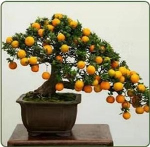 10-20 мм остекленный perlite Расширенный Perlite сельское хозяйство растительные медиа зерна perlite - Product Image 6