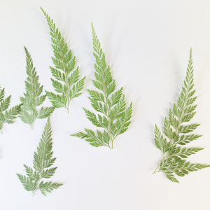 Feuilles <span class=keywords><strong>de</strong></span> <span class=keywords><strong>fougère</strong></span> vertes séchées naturelles, spécimen végétal pour l'artisanat DIY et les matériaux pédagogiques <span class=keywords><strong>de</strong></span> la maternelle - Product Image 4