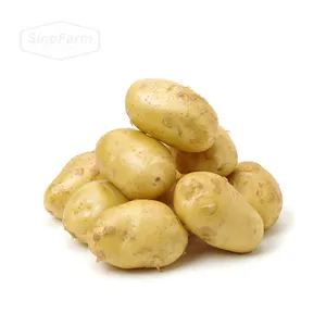 newest crop fresh long China dutch fresh yellow potato suppliers price per ton