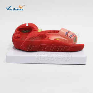 Modello Anatomico di Appendice e Ceco in PVC a Grandezza Naturale per l'Insegnamento di Gastroenterologia CE ISO ROHS CNAS - Product Image 6
