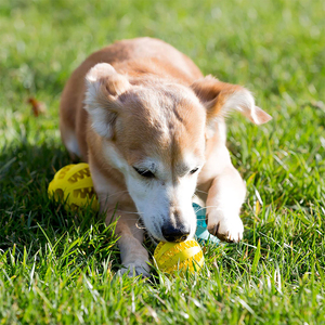Grandes boules de nettoyage des dents pour chiens, en caoutchouc souple, <span class=keywords><strong>jouet</strong></span> pour chien, boule à mâcher pour <span class=keywords><strong>chiot</strong></span>, drôle - Product Image 6