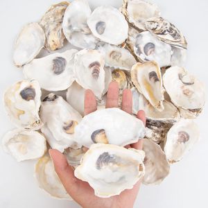 30pcs coquilles d'huîtres avec perle en vrac coquilles d'huîtres naturelles pour l'artisanat bricolage Arts ornements de Noël - Product Image 2