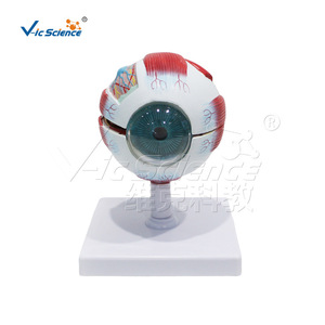 Modèle anatomique grossi 3 fois du globe oculaire, 6 parties, structure du globe oculaire détachable, formation en ophtalmologie pour les écoles de médecine. - Product Image 1
