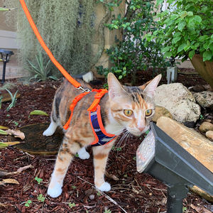 Set <span class=keywords><strong>Harness</strong></span> & Tali Kucing Kustom, Rompi Jala Bernapas, Jaket Anjing Kanvas Anti Lepas, untuk Anak Kucing, Anak Anjing, Anjing Kecil - Product Image 5