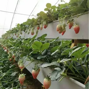 Nuevo diseño PVC Hydroponics Strawberries NFT Gutter Gullies System para cultivar fresas en invernadero comercial