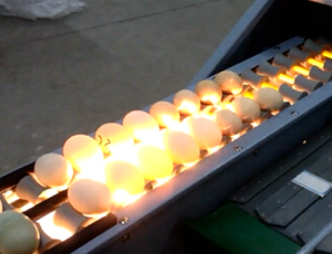 Máy rửa trứng rất khuyến khích-Máy làm sạch trứng mới cho các trang trại, nhà hàng và nhà máy/Máy rửa trứng - Product Image 5