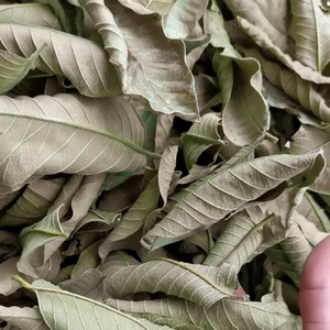 Hojas de guayaba secas naturales premium, té de hierbas 100% puro para la digestión - Product Image 2