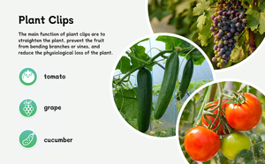 Clips de vigne en plastique brun durable pour les orchidées de soutien de <span class=keywords><strong>tomate</strong></span> cultures de serre équipement hydroponique treillis de plantes - Product Image 5