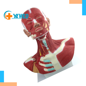 Modelo anatômico do músculo da cabeça e do pescoço, modelo para educação, modelo de cérebro com armadura externa - Product Image 1