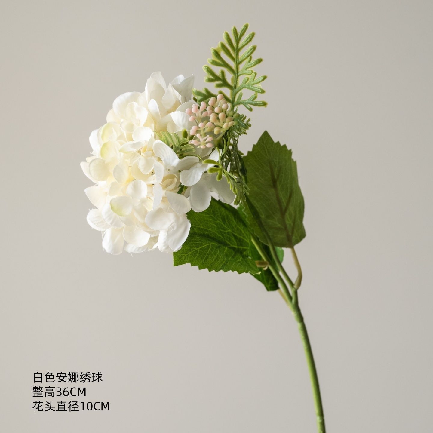 Hortensia Anna blanc