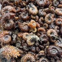 Vente en gros de spécimens d'ammonites fossiles naturels en vrac, coquilles d'ammonites brutes, collection de minéraux, décoration d'intérieur, cadeau