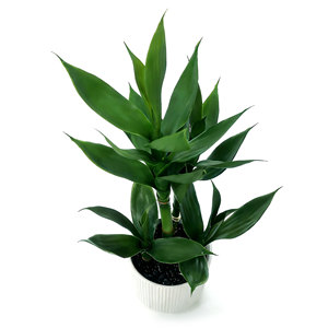 Planta Artificial de Bambú de la Suerte, Bambú Decorativo en Maceta de Cerámica, Planta de Interior, Bonsái, Venta al por Mayor para Decoración del Hogar - Product Image 3