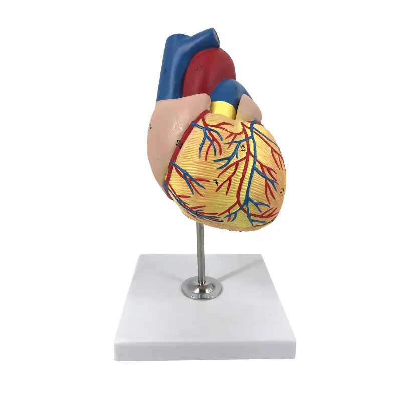 Teaching Resources Detachable 2-Part Medical Human Natural Large Heart Anatomy Model