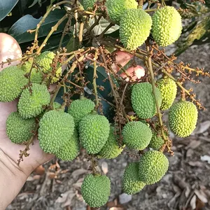 Lychees frais chinois super doux High Brix Lichee Litchi Lichi Fruits frais (Fi <span class=keywords><strong>Tsz</strong></span> Siu) - Product Image 5