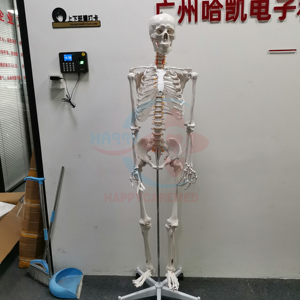 Modelo de anatomía <span class=keywords><strong>del</strong></span> <span class=keywords><strong>esqueleto</strong></span> <span class=keywords><strong>humano</strong></span>, modelo de anatomía - Product Image 4