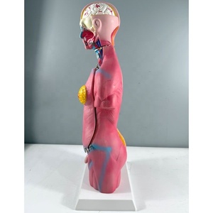 Modelo Humano Desmontable de 45 cm con 23 Partes, para Exhibición de Órganos Internos, Tronco de Órganos para Enseñanza Médica, para Ambos Sexos - Product Image 4