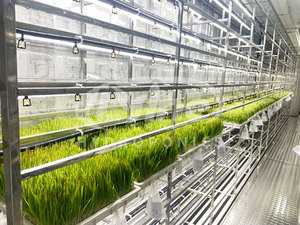 Contenedor de Cultivo Hidropónico de 40HQ para Oriente Medio, Sistema de Cultivo Vertical, Estructura de Cultivo Inteligente, Contenedor Hidropónico en Venta - Product Image 5