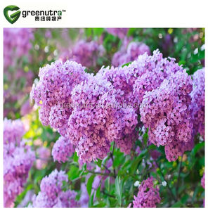 Profesyonel bitkisel formülasyonlar ve ek üretim süreçleri için Premium sertifikalı ortanca kök ekstresi tozu - Product Image 3