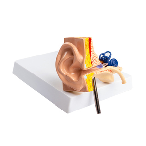Modello dell'orecchio umano FRT341 orecchio umano Ultra realistico modello anatomico 1:1 orecchio interno a grandezza naturale modello di insegnamento ricorso - Product Image 5
