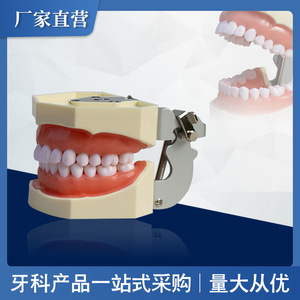 Modelo Dental Desmontable de 28 Dientes, Resina, Ayuda Didáctica para la Preparación Dental, Práctica de Terapia Oral, Examen para el Aula - Product Image 5