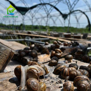 Estructura de Invernadero de Alta Calidad para Cultivo de Caracoles con Sistema Hidropónico, Venta al Por Mayor Global - Product Image 2