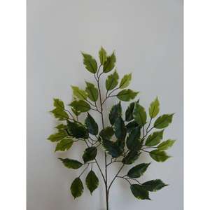 FOGLIA FICUS X42 RT 59CM VR - Product Image 1